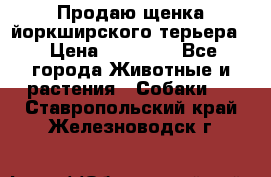 Продаю щенка йоркширского терьера  › Цена ­ 20 000 - Все города Животные и растения » Собаки   . Ставропольский край,Железноводск г.